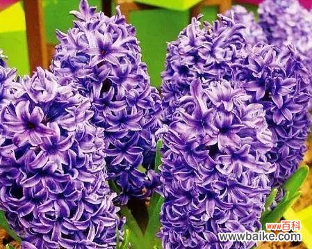 花开花落中的柔美宣言 淡紫色风信子花语