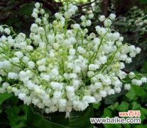 探寻铃兰花所传达的深刻寓意 铃兰花的花语与意义