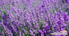 解读薰衣草的象征意义 紫色薰衣草花语