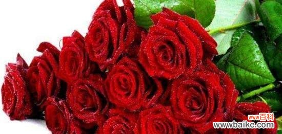 传递爱情的最佳方式 十一朵玫瑰的花语