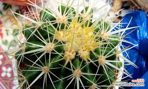 探寻仙人掌花的神秘魅力与内涵 仙人掌花的花语