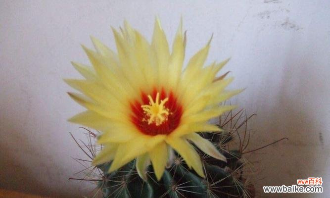 探寻仙人掌花的神秘魅力与内涵 仙人掌花的花语