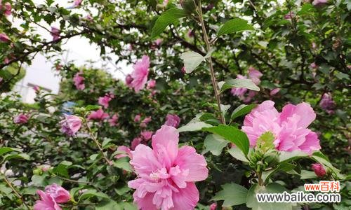 探究木槿花代表的意义 木槿花花语