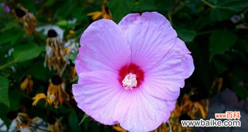 探究木槿花代表的意义 木槿花花语