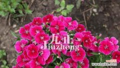 了解这种美丽而神秘的花 石竹花的意义和寓意