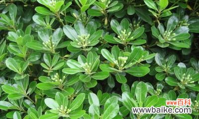 赞美美丽，传承文化，让美好绽放 海棠花花语