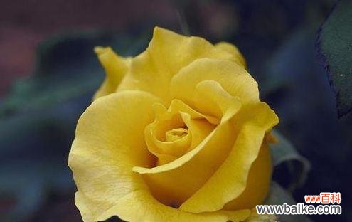 探究黄玫瑰所代表的含义和象征，向人们解释在特定场合下它的用途 黄玫瑰的意义和象征