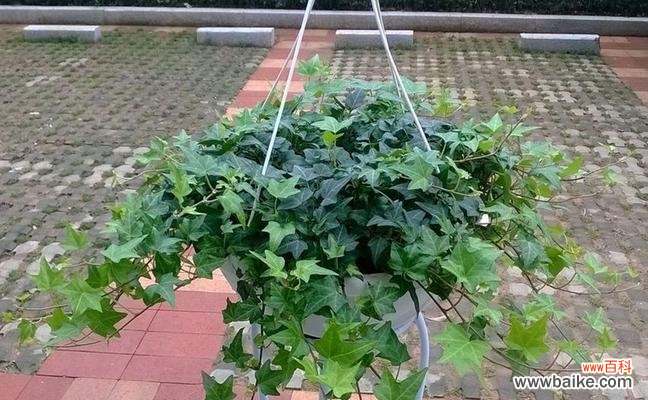 寓意深远、象征永恒的常青植物 常春藤的花语