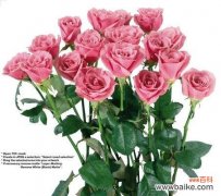 探究紫玫瑰的花语及文化内涵 紫玫瑰代表什么花语？