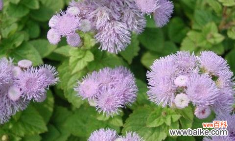 以榆树的花语和寓意为主题的文章 榆树花开，意蕴无限