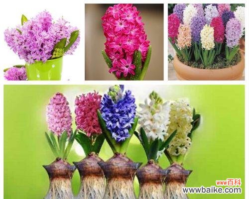 自由的花语与花朵的自在舞蹈 花语中的自由之舞