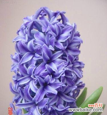 花开自信 以自信为主题的花语