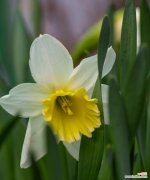 花开自信 以自信为主题的花语