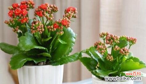 拥抱长寿植物 长寿植物与健康长寿