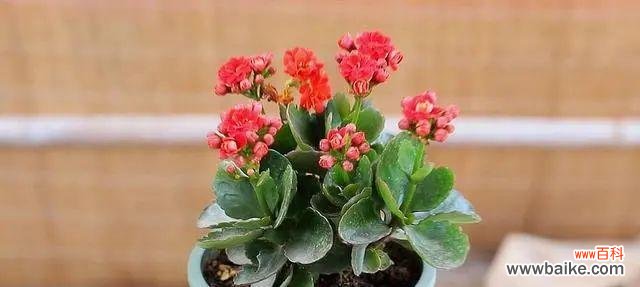 拥抱长寿植物 长寿植物与健康长寿