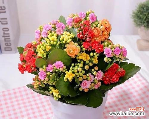 拥抱长寿植物 长寿植物与健康长寿