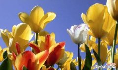 美丽的郁金香 郁金香花语与寓意