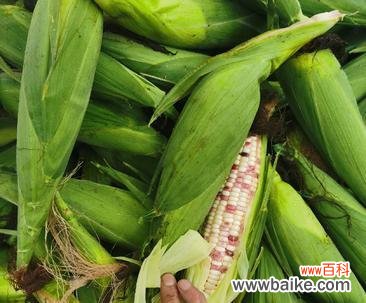 探寻玉米的象征意义与品质特质 玉米