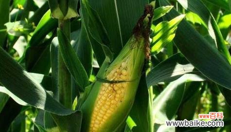 探寻玉米的象征意义与品质特质 玉米