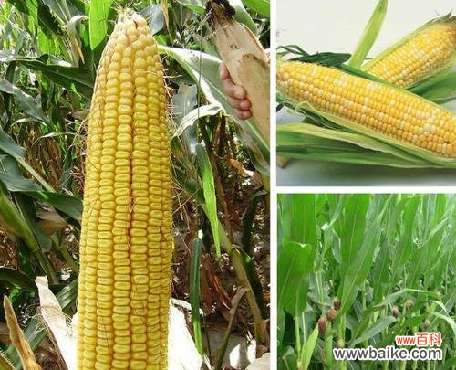 探寻玉米的象征意义与品质特质 玉米