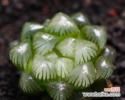 探寻玉露花的神秘之意 玉露的花语与寓意