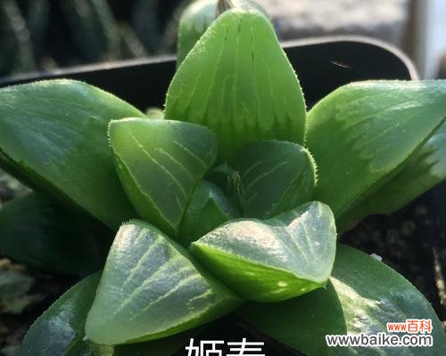 探寻玉露花的神秘之意 玉露的花语与寓意