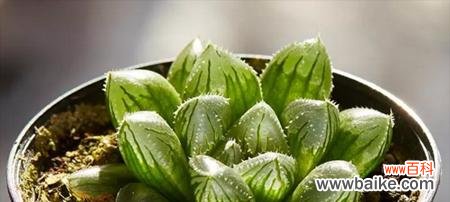 探寻玉露花的神秘之意 玉露的花语与寓意