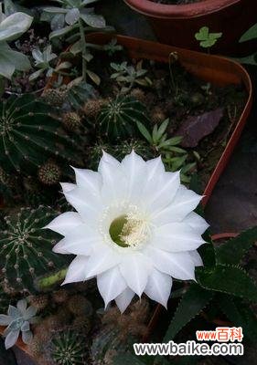 生命力顽强的仙人球给我们什么启示 仙人球