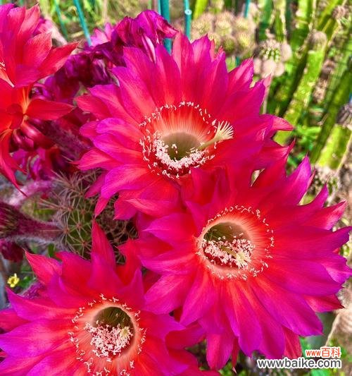 生命力顽强的仙人球给我们什么启示 仙人球