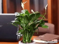 迎财神 招财寓意植物