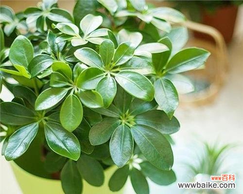 迎财神 招财寓意植物