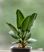 以生命力与顽强为灵感的植物故事 坚强不屈的植物世界