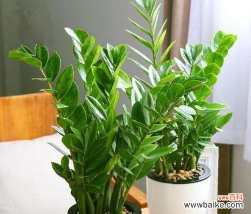 添福添寿 吉祥室内盆栽的美丽寓意