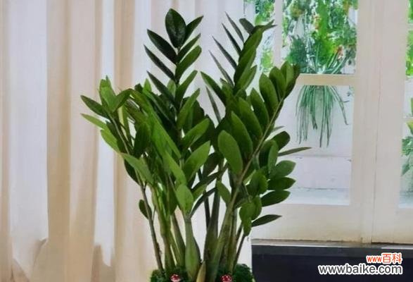 添福添寿 吉祥室内盆栽的美丽寓意