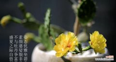 蕴含生命力的沙漠之花 仙人掌的象征与寓意