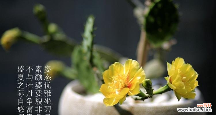 蕴含生命力的沙漠之花 仙人掌的象征与寓意