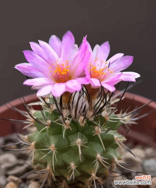 探索仙人掌类花的文化寓意与独特之处 仙人掌类花的意义与特点