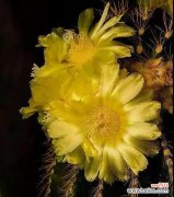 仙人掌——沙漠中的英雄 仙人掌花语