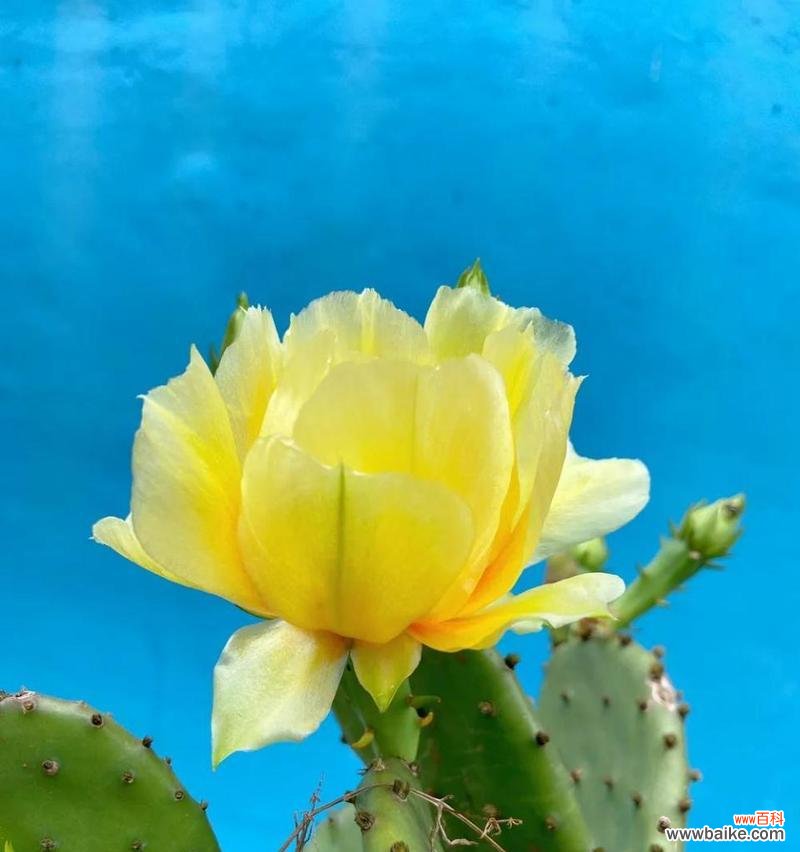 仙人掌——沙漠中的英雄 仙人掌花语