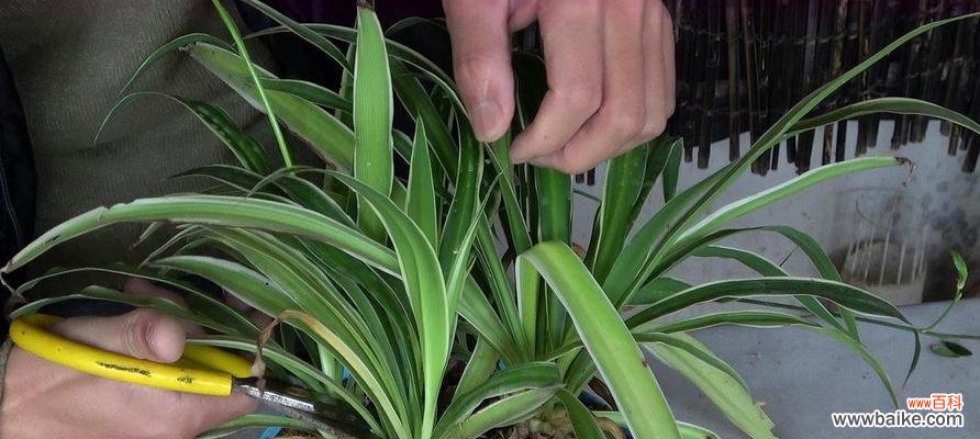 美丽与繁荣的生命之花——吊兰花 吊兰花的寓意与象征意义