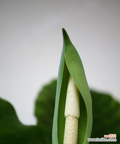 滴水观音花的花语与象征 滴水观音花的深意——生命之美