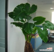 爱与希望的滋养 滴水观音