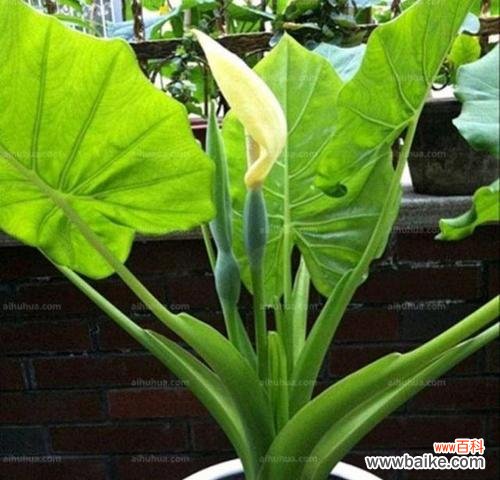 爱与希望的滋养 滴水观音