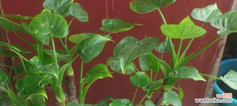 探寻滴水观音植物的精神内涵及象征意义 以滴水观音植物寓意的深层解析