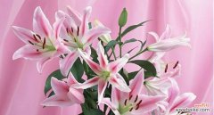 探寻吊竹兰花语的神奇力量与文化内涵 吊竹兰花语的深刻寓意与传承之美