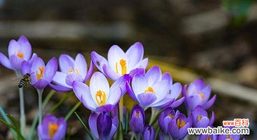 探寻吊竹兰花语的神奇力量与文化内涵 吊竹兰花语的深刻寓意与传承之美