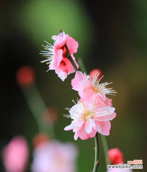 探寻冬天梅花的美丽与坚韧 冬天梅花的独特之处