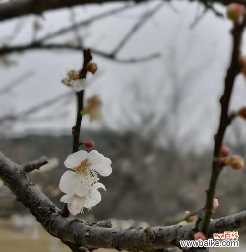 梅花在冬天中的象征意义与力量 冬天的梅花