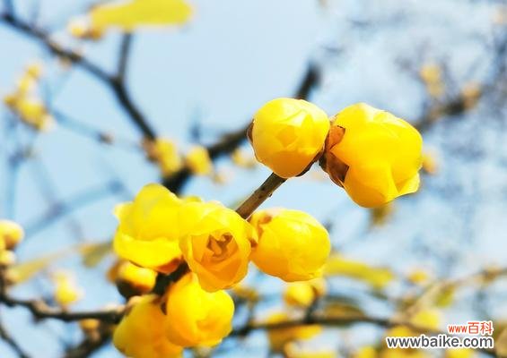 傲雪怒放 冬天梅花的独特魅力