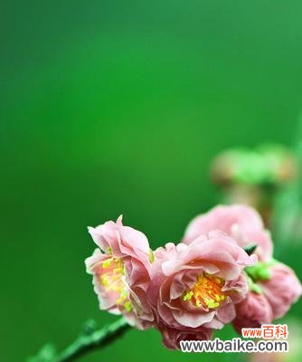 傲雪怒放 冬天梅花的独特魅力